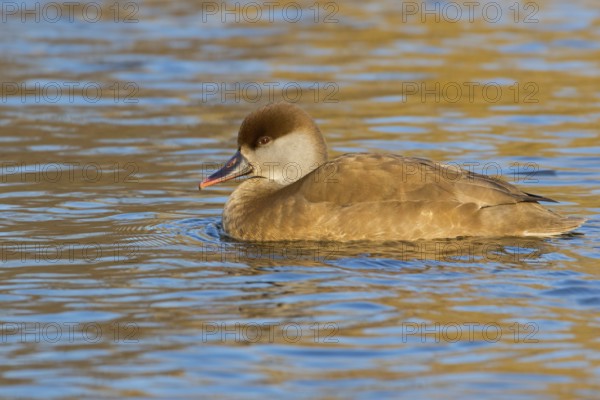 Red-crested Pochard, (Netta rufina), Red-crested Pochard swimming in water, Duck family, Ducks,