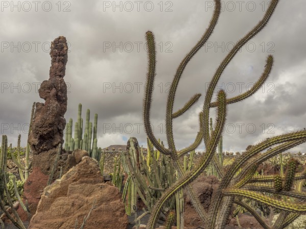 Various species of cacti tower in a rocky volcanic landscape under a cloudy sky, Lanzarote, Canary