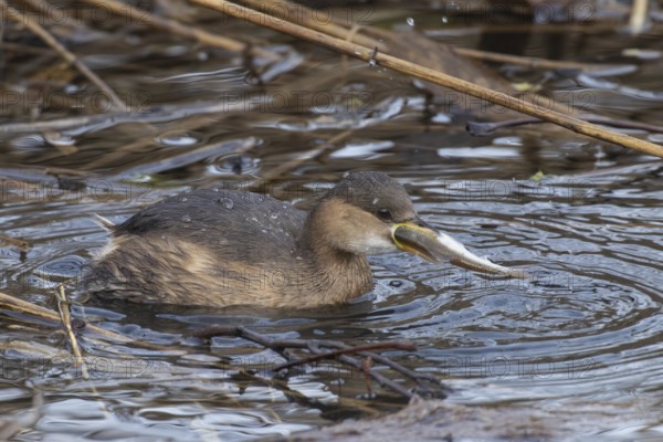 Little grebe with fish in beak swimming in water looking right, Echinger Stausee, Bavaria, Germany,