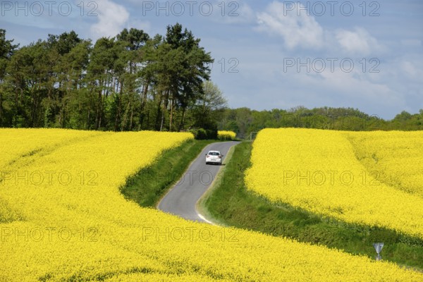 Road over rapeseed cultivation in spring, Montrésor, Indre-et-Loire department, France, Western