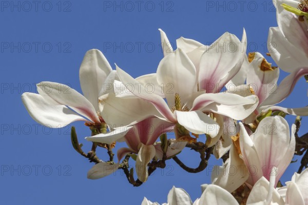 Blossoms of the tulip magnolia (Magnolia × soulangeana) Blloming flowers of the saucer magnolia