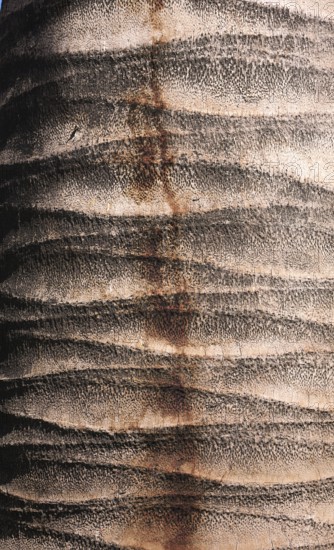This photo shows the interesting structured patternof a palm bark, which caught my eye in Santiago