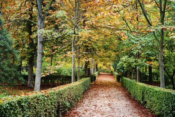 Scene of the Buen Retiro Park in Madrid during the fall with vibrant colors and the paths covered