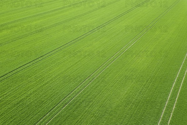 Green field spring season. Aerial view. Wheat