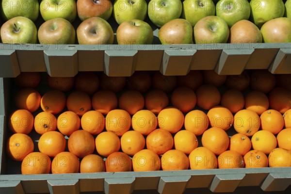 Fresh oranges suitable for juice, strudel