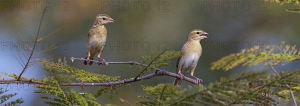 European greenfinch (Chloris chloris), Tendaba camp / Tendaba photo hid, Hockenheim,
