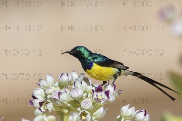 Nile Valley Sunbird, Anthodiaeta metallica, Anthreptes metallicus, (Hedydipna metallica), male in