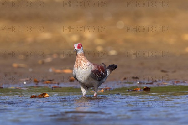 Africa, Gambia, speckled pigeon (Columba guinea), Pigeon roussard, Paloma de Guinea, Pigeon,