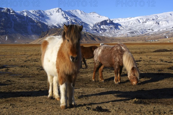 Iceland, Europe, Icelandic horses on Heimaway, volcanic island, (Equus ferus caballus), Heimaway,