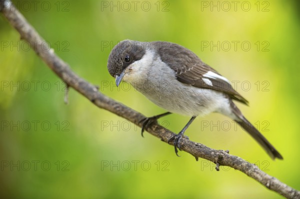 Sigelus silens, Fiscal Flycatcher, Gobemouche fiscal, Papamoscas fiscal, Garden Route National
