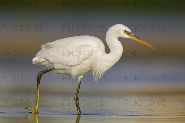 Western Reef Heron, Western Reef-Heron, Western Reef-Egret, (Egretta gularis), Garceta Dimorfa,
