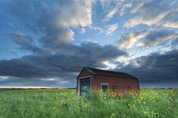 Sunset sky over farmhouse on rapeseed field in spring