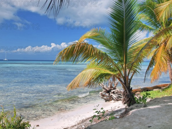Tropical beach in Dominican republic. Caribbean sea. island Saona