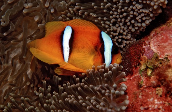 Red Sea Anemonefish, Amphiprion bicinctus, Djibouti, Djibouti, Africa, Afar Triangle, Gulf of Aden,