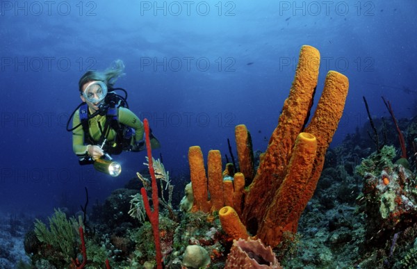 Tubular sponge and diver, Pseudoceratina crassa, Catalina, Caribbean Sea, Dominican Republic,