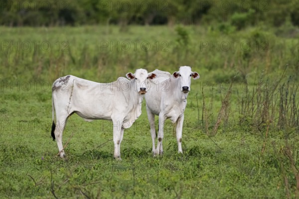 Two typical white Pantaneira cows on a lush green meadow, facing camera, Pantanal Wetlands, Mato