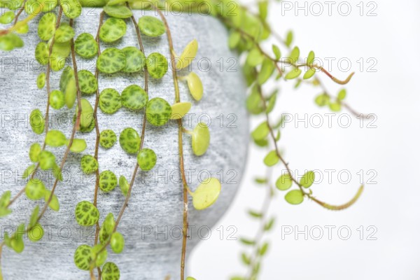Long lashes of peperomium prostrate in a concrete pot hang with round turtle leaves. Peperomy