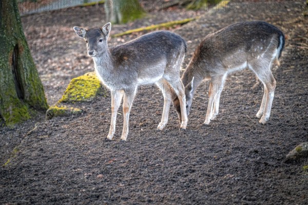 Two  European fallow deer (Dama dama) standing quietly next to each other in the forest, Eisenberg,