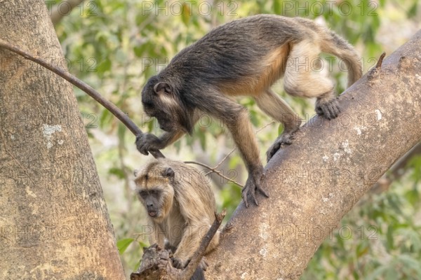 Black howler (Alouatta), 2 young, juvenile, Pantanal, inland, wetland, UNESCO Biosphere Reserve,