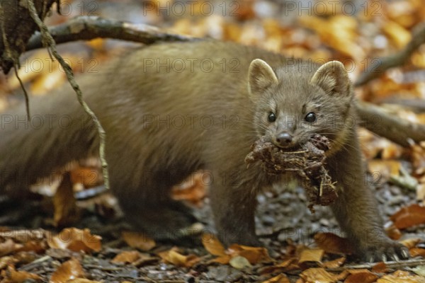 Pine marten with food in mouth standing in front of branch and coloured autumn leaves looking from