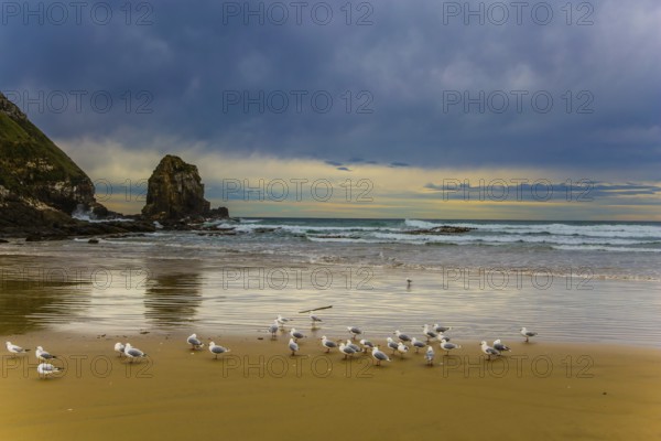 Flock of cormorants resting on the beach. Cannibal Bay on the South Island, New Zealand. Wide beach