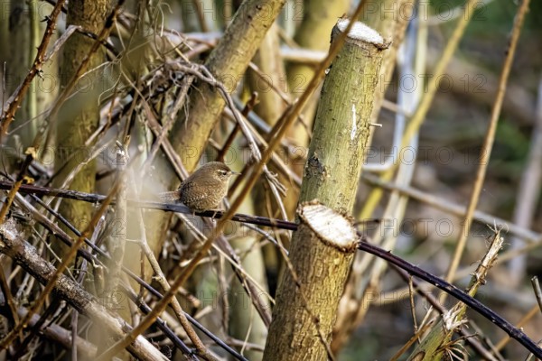 Small bird on cut branches surrounded by tree trunks in a natural environment, the wren