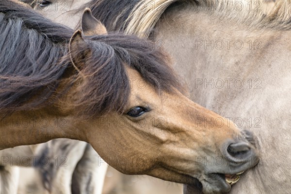 The Dülmen horses live wild near Dülmen, in the Merfelder Bruch nature reserve in North