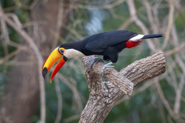 Giant toucan (Ramphastos toco), Pantanal, inland, wetland, UNESCO Biosphere Reserve, World Heritage