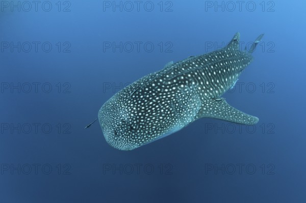 Whale shark, Rhincodon typus, Richelieu Rock, Andman Sea, Thailand, Asia