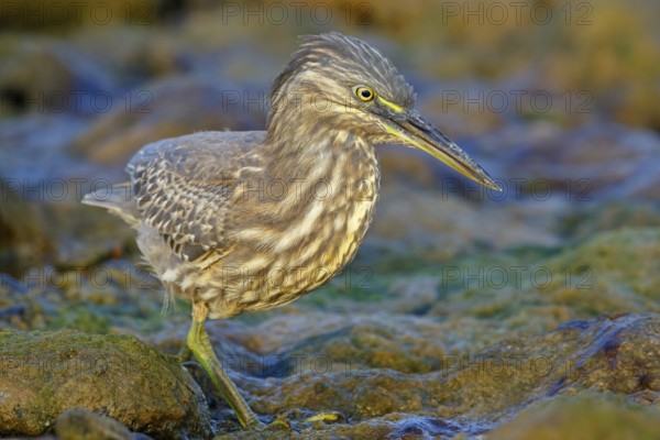 Animals, birds, heron, mangrove heron, (Butorides striatus), foraging in biotope, Quarayyat,