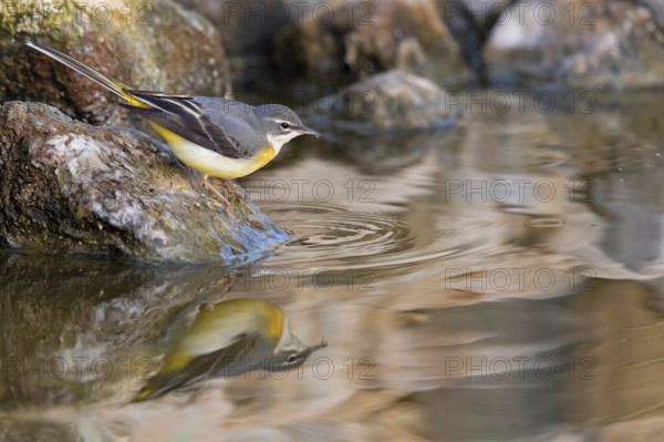 Grey wagtail, (Motacilla cinerea), biotope, animals, birds, songbird species, family of wagtails