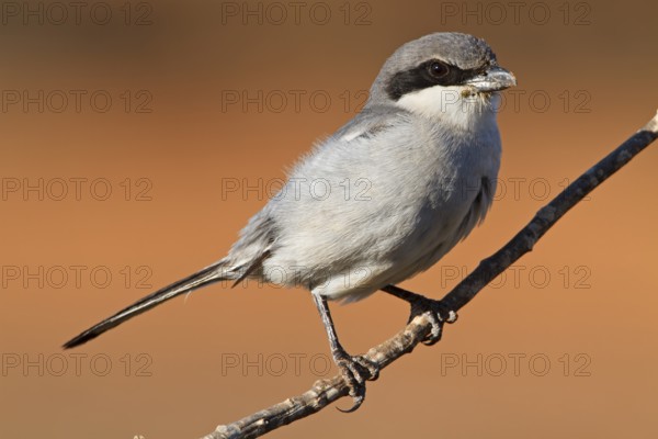 Mediterranean Grey Shrike, Mediterranean Grey Shrike, Great Grey Shrike, (Lanius excubitor