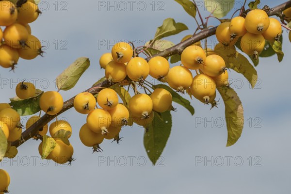 Ornamental apple (Malus 'Golden Hornet'), Bavarian State Institute for Viticulture and