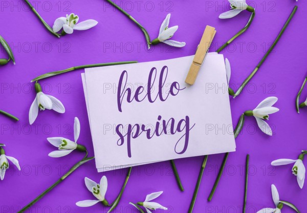 Greeting card text HELLO SPRING lettering with snowdrop flowers. Early spring flowers. Springtime.