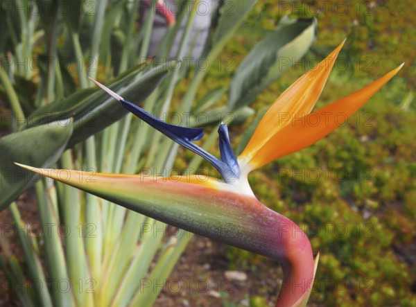 Close up of an orange and blue bird of paradise flower Strelitzia reginae growing in a park in