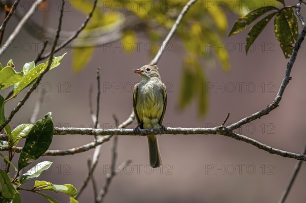 Swallow flycatcher perched on a tiny branch against defocused background, Biribiri State Park,