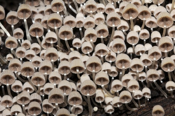Seedies bonnet to a tree stump in the Thuringian Forest, Seeded Tintling to a tree stump in the