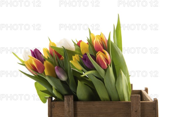 Colorful bouquet tulips for sale in wooden crate isolated over white background