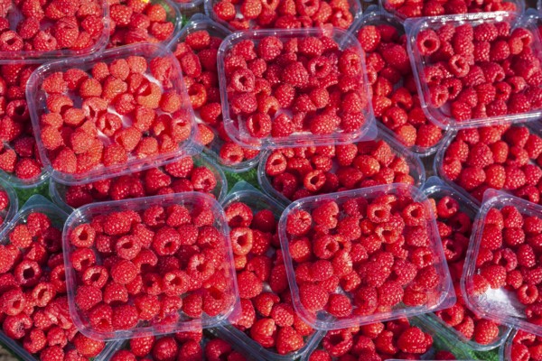 Fresh raspberries in trays on a market stall for sale, Bremen, Germany, Europe