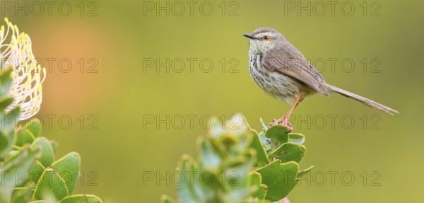Spotted Prinia, (Prinia maculosa), Karoo Prinia, Prinia du Karoo, Prinia del Karoo, Harold Porter
