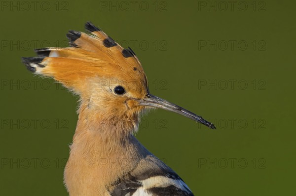 Hoopoe, (Upupa epops), on a perch, family Hoopoes, early raptors, Hides de El Taray / Lesser