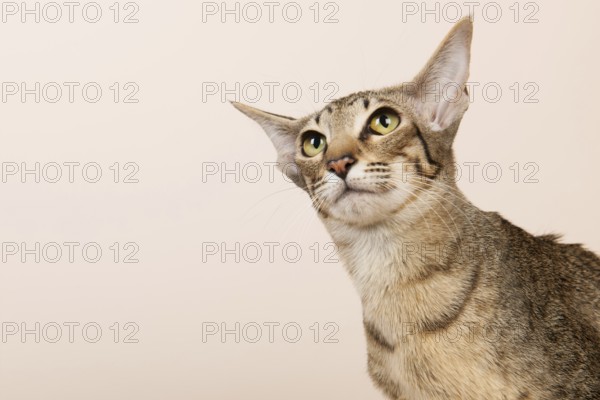 Oriental Shorthair cat on cream color background