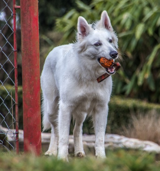The 2-year-old white shepherd dog loves to play with her throw ball