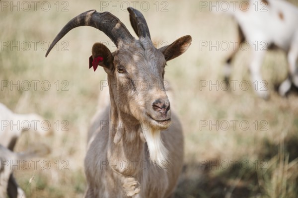White Goat, (caprae) Istria, Croatia, Europe