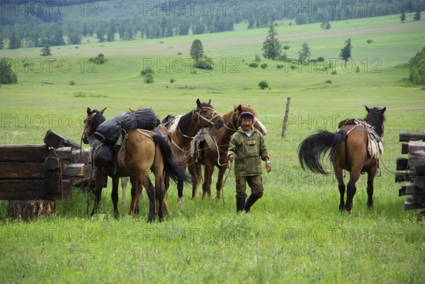 Gorno-Altaisk, Russia - July 23, 2016: Horse among green grass in nature. Brown horse. Grazing