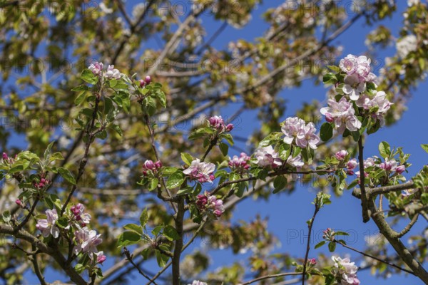 Apple tree branches with pink and white blossoms in front of a blue sky, borken, münsterland,