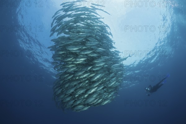 Diver and school of bigeye jacks, Caranx sexfasciatus, Cabo Pulmo, Baja California Sur, Mexico |