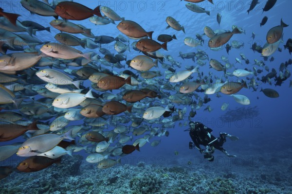 Shoal of grey surgeonfish, Acanthurus mata, Fakarava, Tuamotu Archipelago, French Polynesia | Shoal