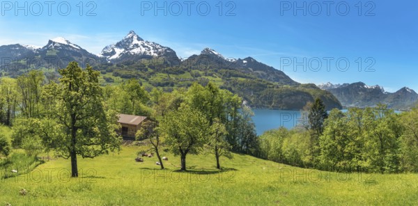 Spring landscape with green meadows, cows, a stable between trees, the Alps mountains and the