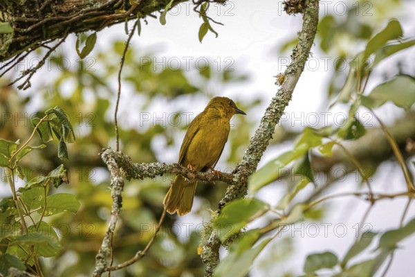 Olive-green tanager perched on a branch against natural b background, Itatiaia, Rio de Janeiro,